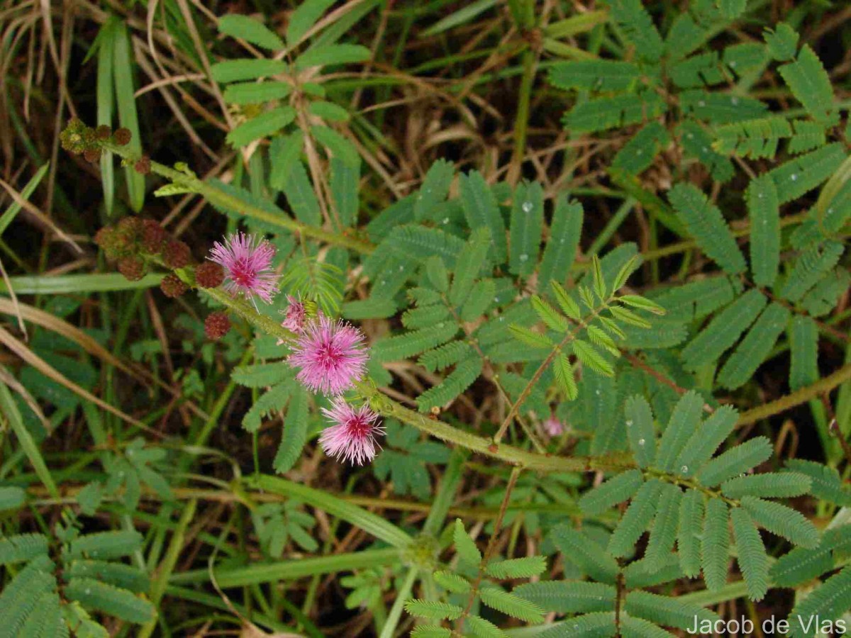 Mimosa diplotricha C.Wright